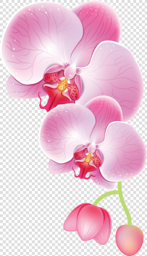 Drawing Transparent Orchid   Orchid Clipart Png  Png DownloadTransparent PNG