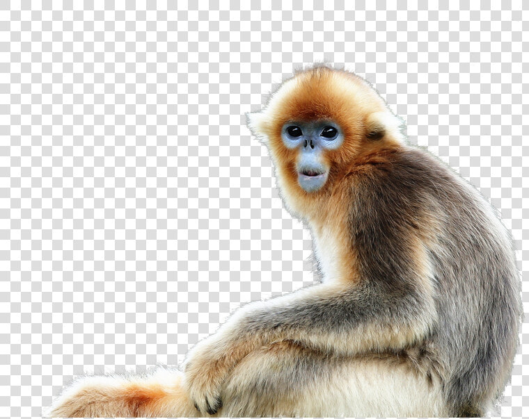 Golden Snub Nosed Monkey Png  Transparent PngTransparent PNG