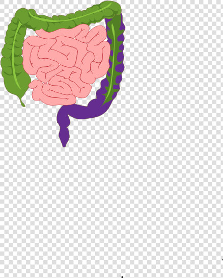 Digestive System  HD Png DownloadTransparent PNG