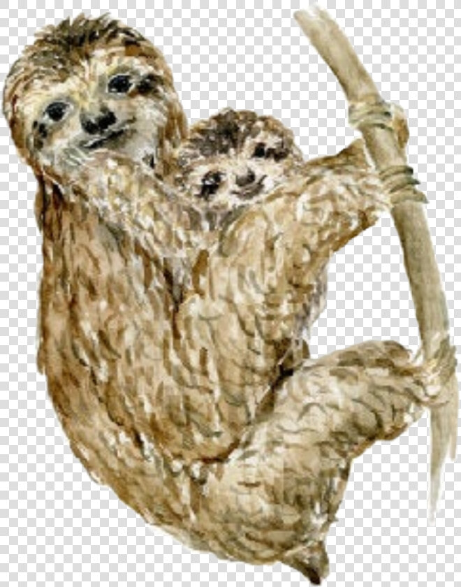  watercolor  sloths  sloth  baby  babyanimals  mother   Three toed Sloth  HD Png DownloadTransparent PNG