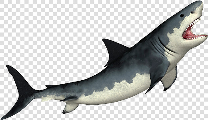 Megalodon Transparent Png   Shark Png  Png DownloadTransparent PNG