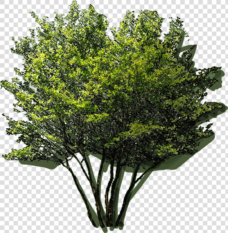 Araucaria Columnaris Jlwz 23 Jan   Pond Pine  HD Png DownloadTransparent PNG