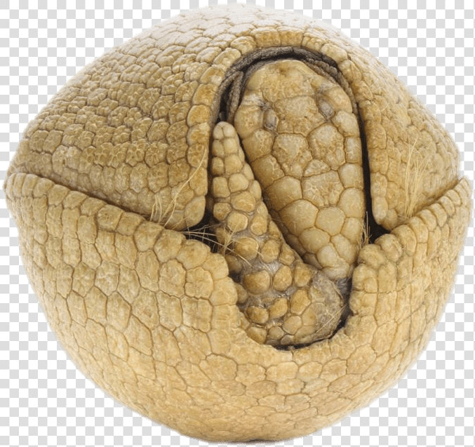 Rolled Up Armadillo   Armadillos  HD Png DownloadTransparent PNG