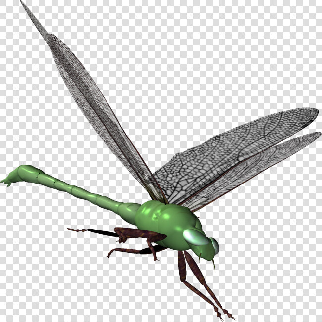 Grasshopper Clipart Serangga   Net winged Insects  HD Png DownloadTransparent PNG