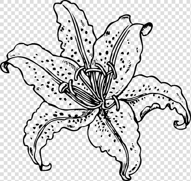 Black  Plants  Flower  White  Plant  Tiger  Tattoo   Real Flower Coloring Pages  HD Png DownloadTransparent PNG