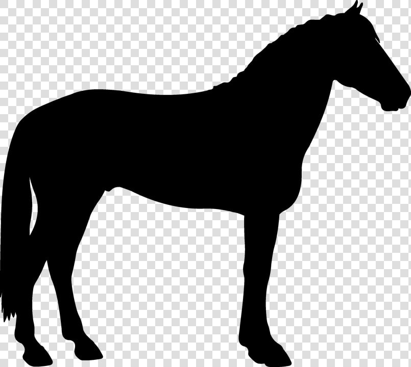 Silhouette  Saddle Horse  Black   Horse One Leg Up  HD Png DownloadTransparent PNG