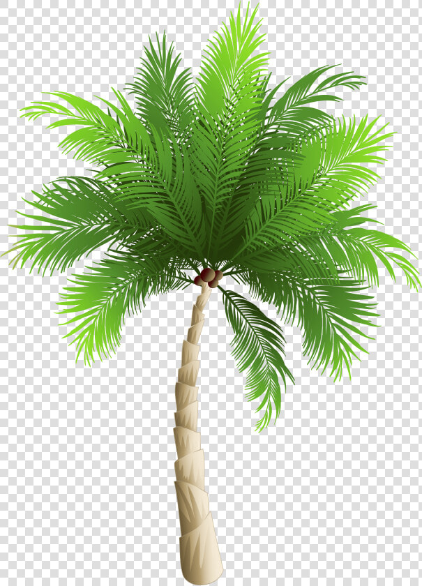 Palm Trees Date Palm Phoenix Canariensis Coconut   Png In Coconut Tree  Transparent PngTransparent PNG