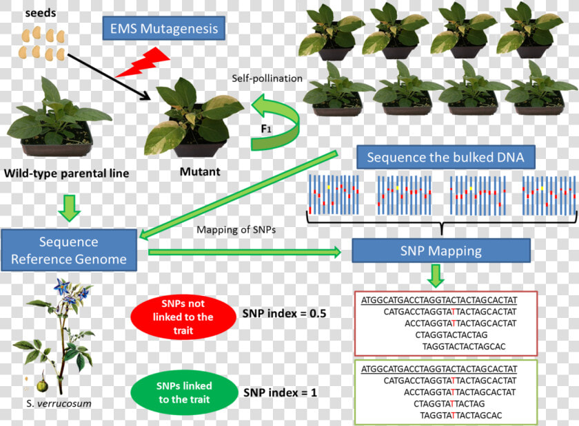 Mutation Breeding In Potato  HD Png DownloadTransparent PNG