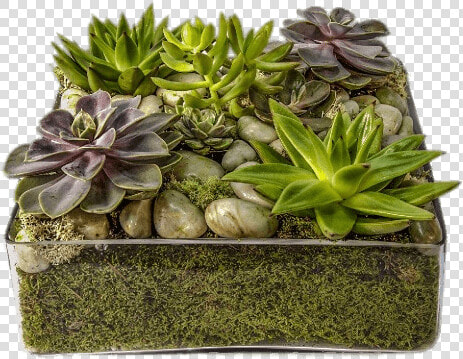 Glass Container With Succulents   Succulent Tray  HD Png DownloadTransparent PNG