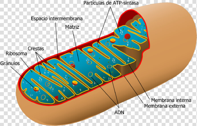 Mitochondria Structure  HD Png DownloadTransparent PNG