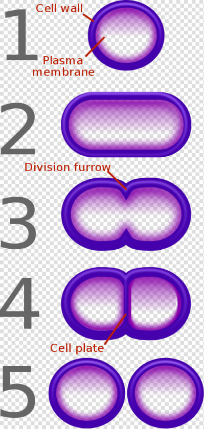 Bacterial Fission   Simple Binary Fission Diagram  HD Png DownloadTransparent PNG