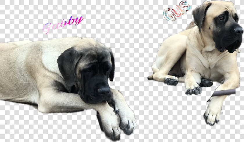 Doggy Gus   English Mastiff  HD Png DownloadTransparent PNG