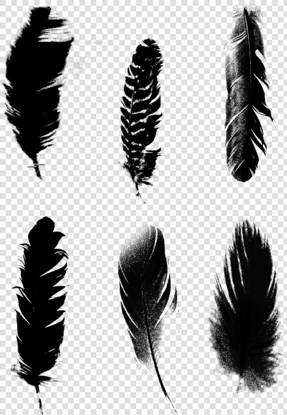 Black Feathers Commercial Minimalist Png และ Psd   Transparent Vector Feather Png  Png DownloadTransparent PNG