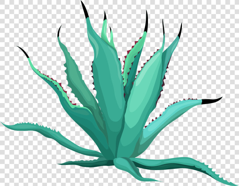 Agave Azul  HD Png DownloadTransparent PNG