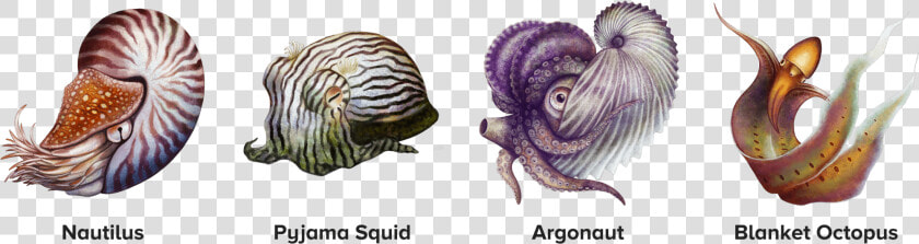 Four Illustrated Cephalopods  Including The Nautilus    Illustration  HD Png DownloadTransparent PNG