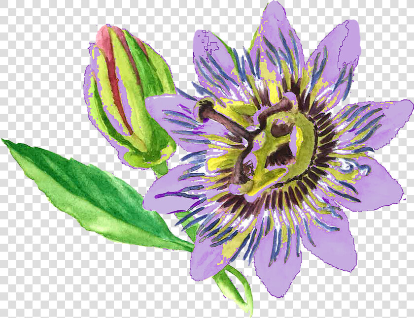 Passionflower   Passion Flower Png  Transparent PngTransparent PNG