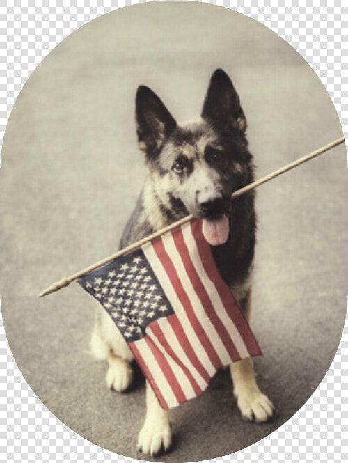 Dog Holding American Flag   Happy Labor Day Dogs  HD Png DownloadTransparent PNG