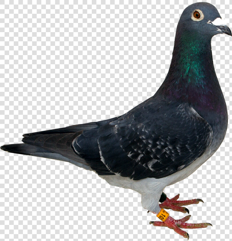 Columbidae Spy Pigeon Clip Art   Columbidae  HD Png DownloadTransparent PNG