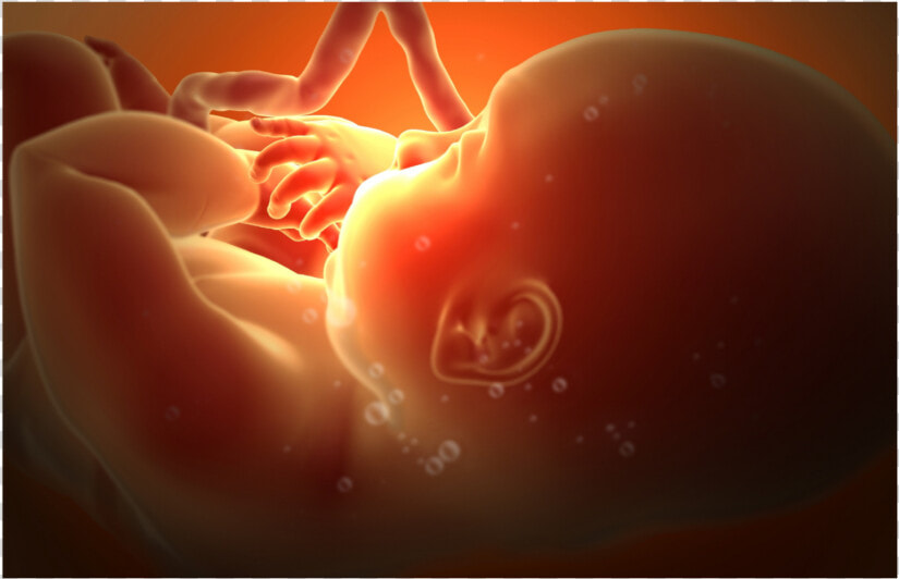 Prenatal Life  HD Png DownloadTransparent PNG