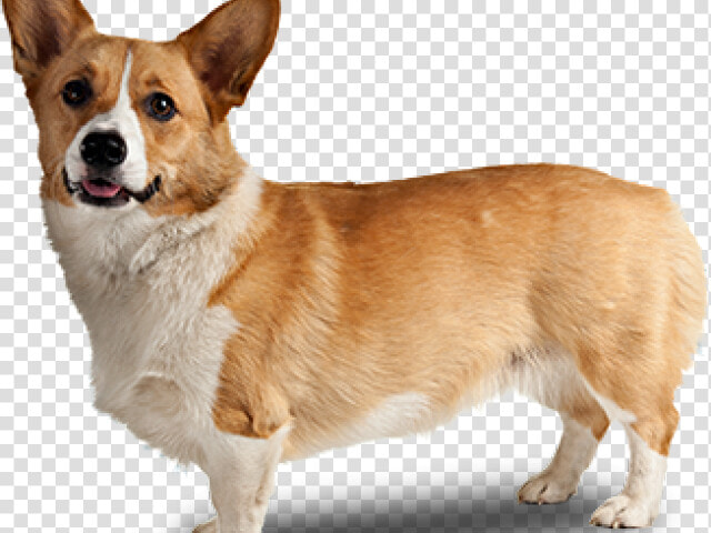 Corgi Clipart Tumblr Transparent   Transparent Background Corgi Png  Png DownloadTransparent PNG