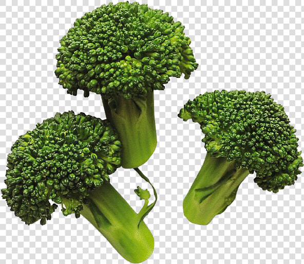 Download Broccoli Png Image For Designing Projects   Cooked Broccoli Png  Transparent PngTransparent PNG