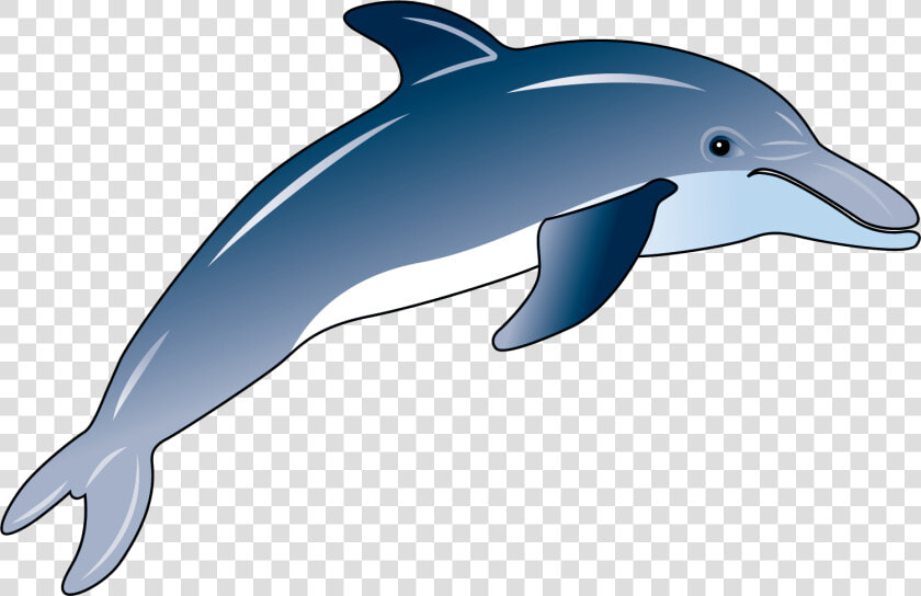 Transparent Dolphin Clipart Png   Bottlenose Dolphin Clipart  Png DownloadTransparent PNG