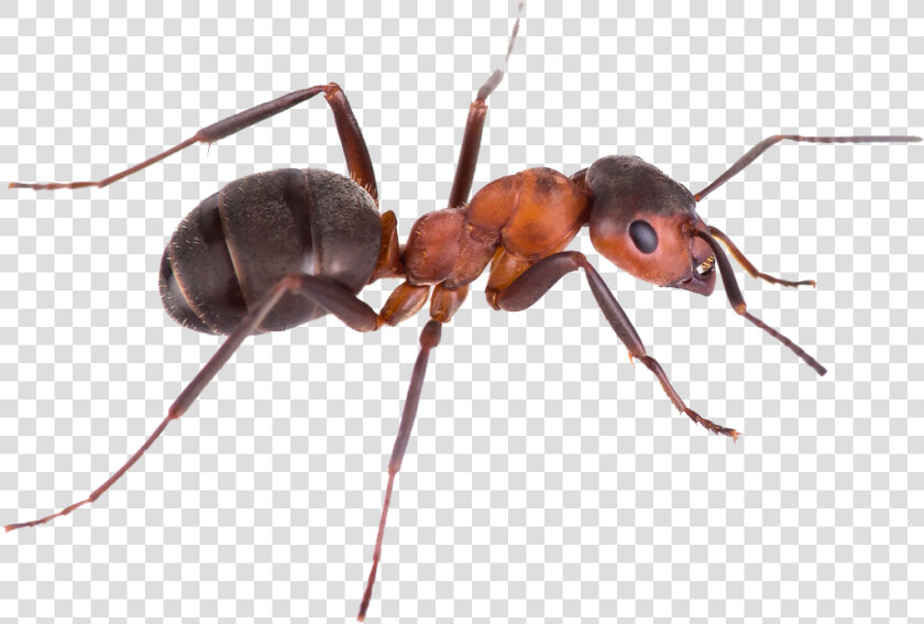 Ant Png Images   Ant Transparent Background  Png DownloadTransparent PNG