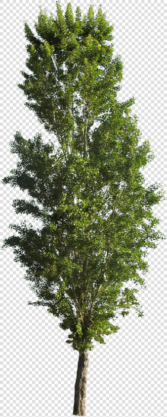 Populus Tremula Erecta Png   Png Download   Populus Nigra Cutout Trees  Transparent PngTransparent PNG