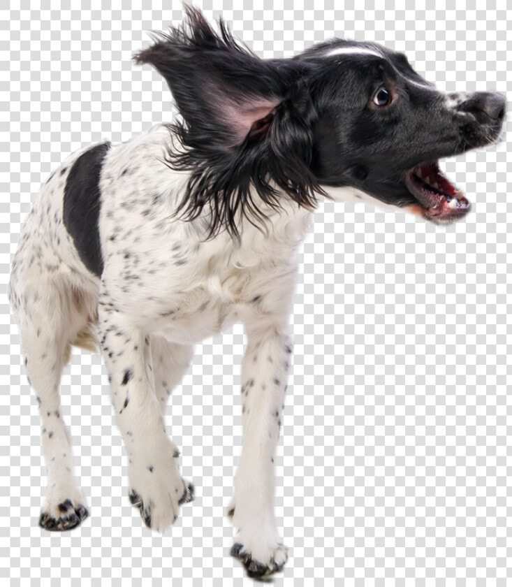 Transparent Annoying Dog Png   Transparent Dog Playing  Png DownloadTransparent PNG