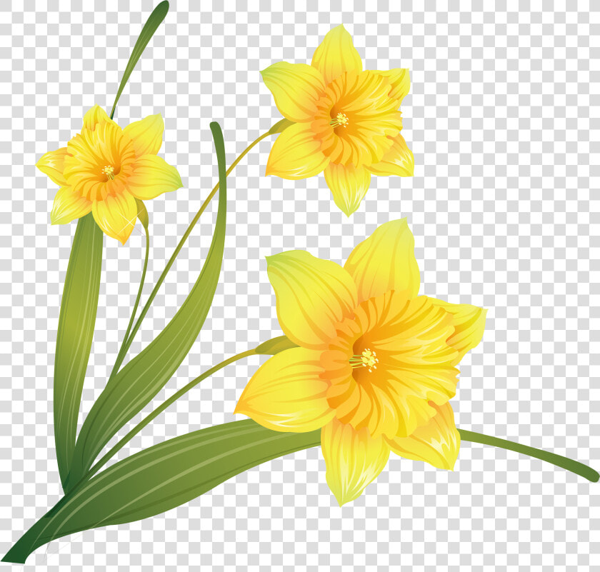 Daffodil Clip Art   Transparent Background Daffodils Png  Png DownloadTransparent PNG