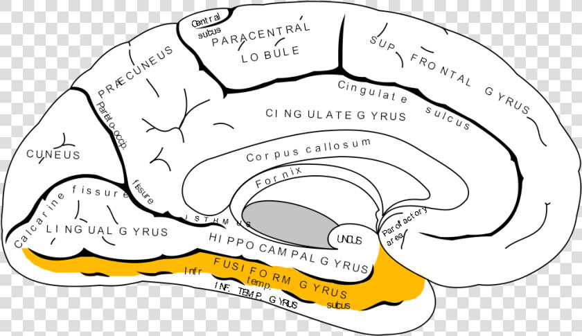 2013 01 10 Gray727 Fusiform Gyrus   Gyrus Occipitotemporal Medialis  HD Png DownloadTransparent PNG