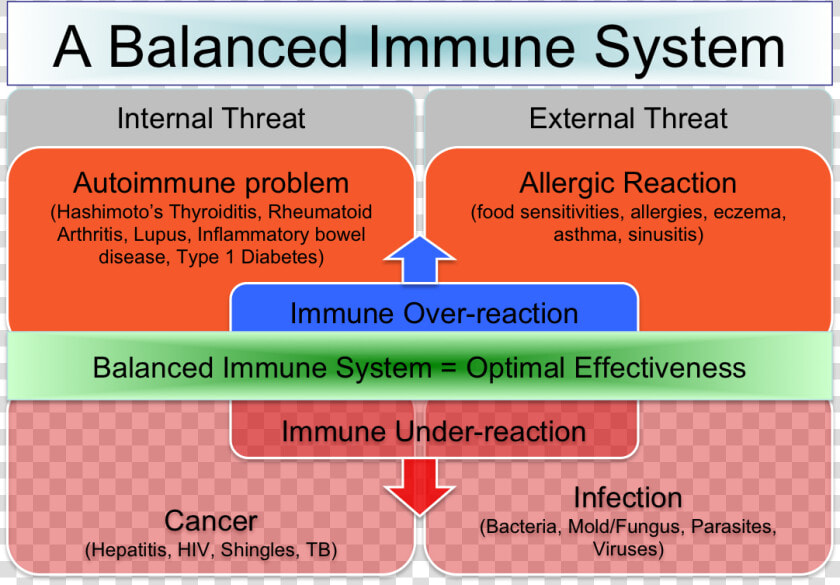 Popular Scenar Protocols   Immune Response Balance  HD Png DownloadTransparent PNG