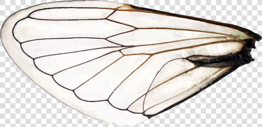 Wings Of A Dragonfly Left   Aporia  HD Png DownloadTransparent PNG