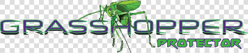 Weevil  HD Png DownloadTransparent PNG