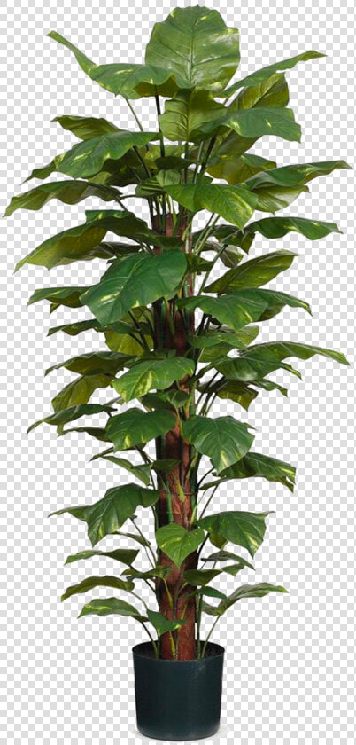 Houseplant  HD Png DownloadTransparent PNG