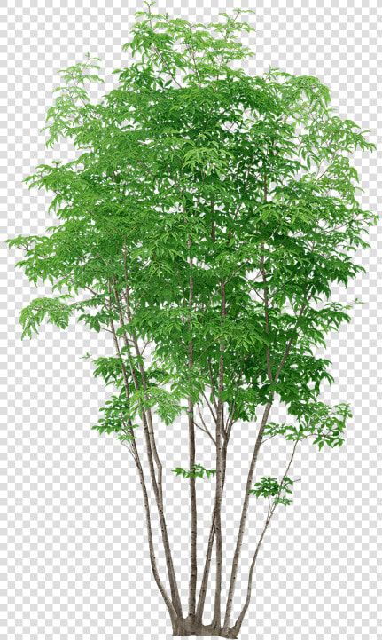 Trees  Without  Background   Tree Plants Png  Transparent PngTransparent PNG