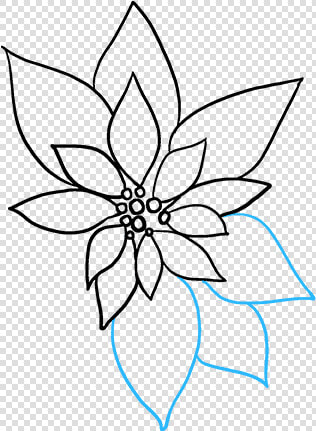 How To Draw Poinsettia   Line Art  HD Png DownloadTransparent PNG