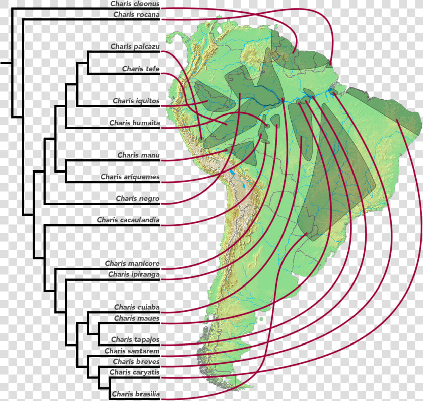 Area Cladogram Of Charis Butterflies  HD Png DownloadTransparent PNG