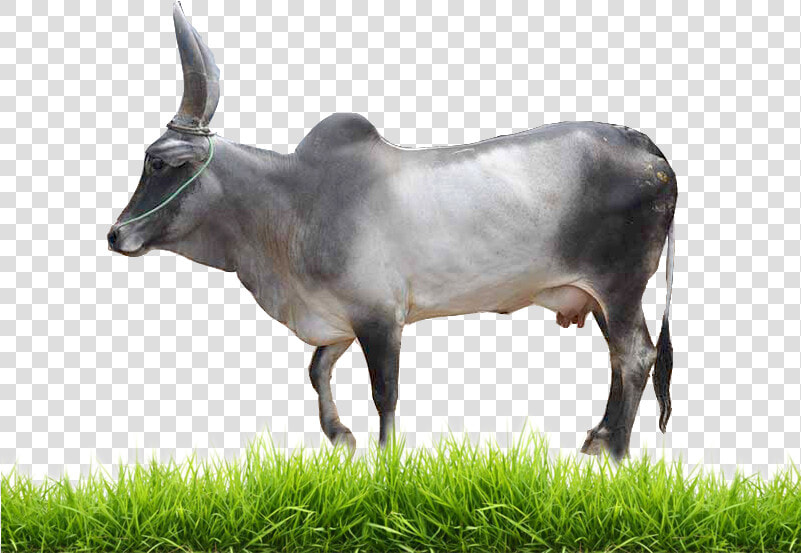 Transparent Baby Cow Png   Indian Cow Images Hd Png  Png DownloadTransparent PNG