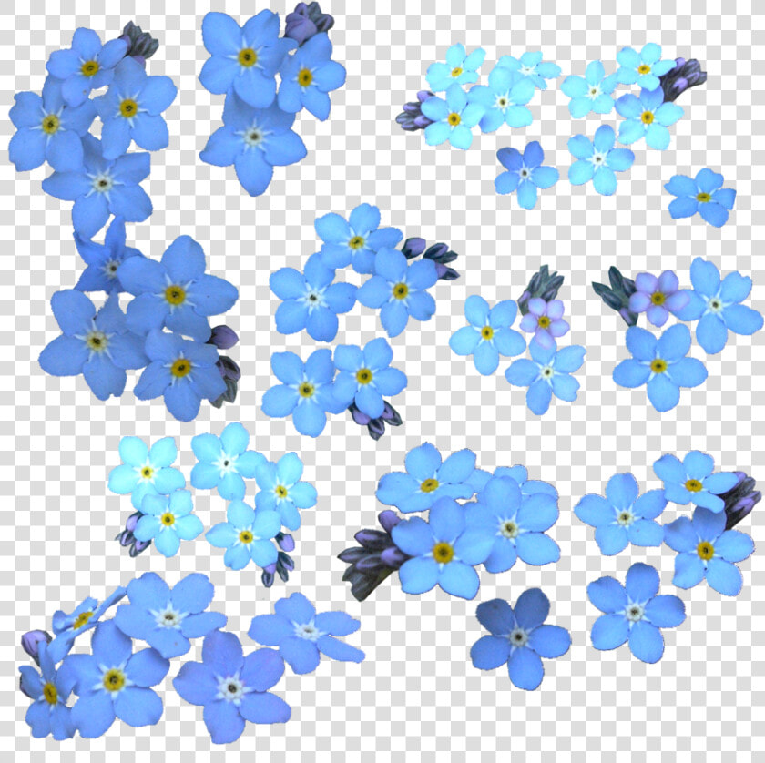 Forget Me Not Png Clipart   Forget Me Not Watercolor  Transparent PngTransparent PNG