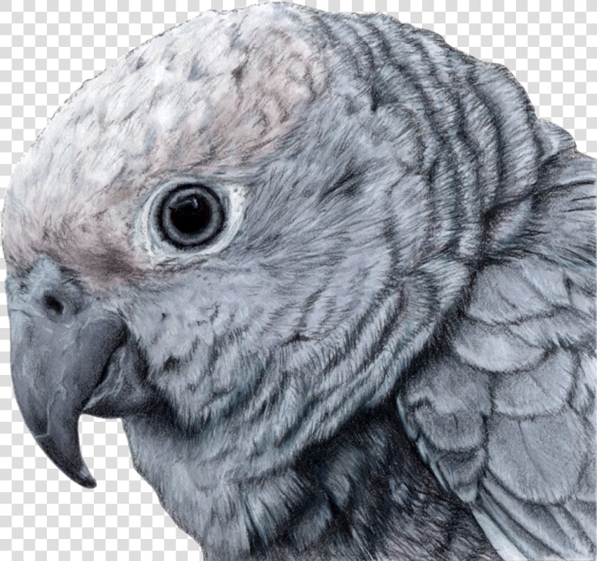 Parakeet  HD Png DownloadTransparent PNG