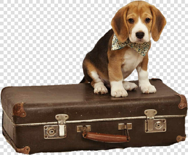 Transparent Rolling Suitcase Clipart   Beagle Suitcase  HD Png DownloadTransparent PNG