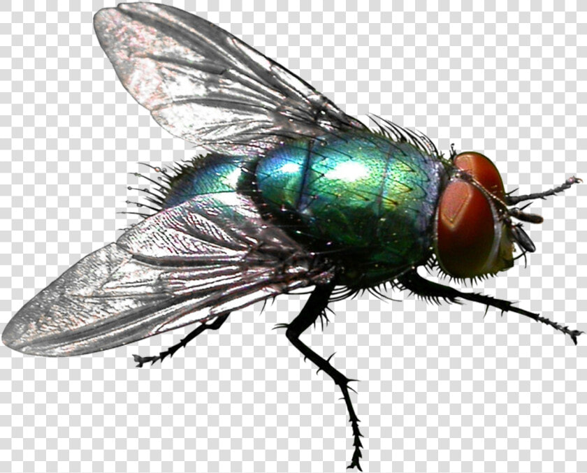 Transparent Moscas Png   House Fly Flies Transparent Background  Png DownloadTransparent PNG