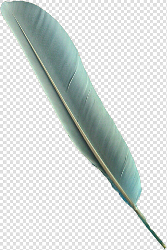 Bird Feathers Png   Feather Bird Pen Png  Transparent PngTransparent PNG