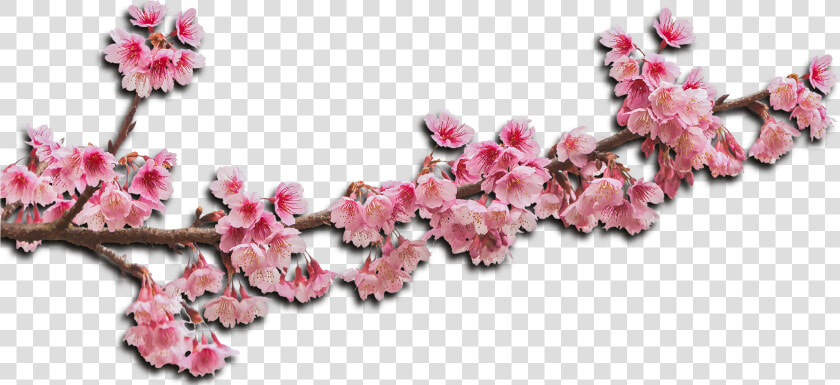 Flower Haar Png  Transparent PngTransparent PNG