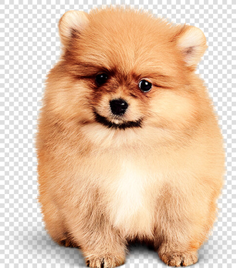 Grooming Pets  HD Png DownloadTransparent PNG