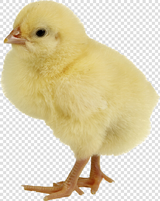 Chicken Meat Duck Infant   Chicken Png  Transparent PngTransparent PNG