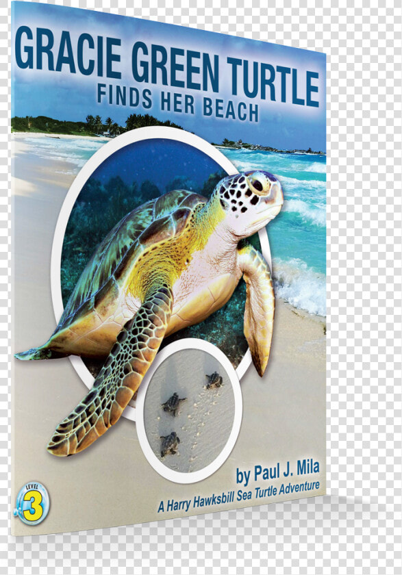 Gracie Cover 3d   Green Sea Turtle  HD Png DownloadTransparent PNG