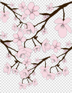 Sakura Blossoms   Sakura  HD Png DownloadTransparent PNG