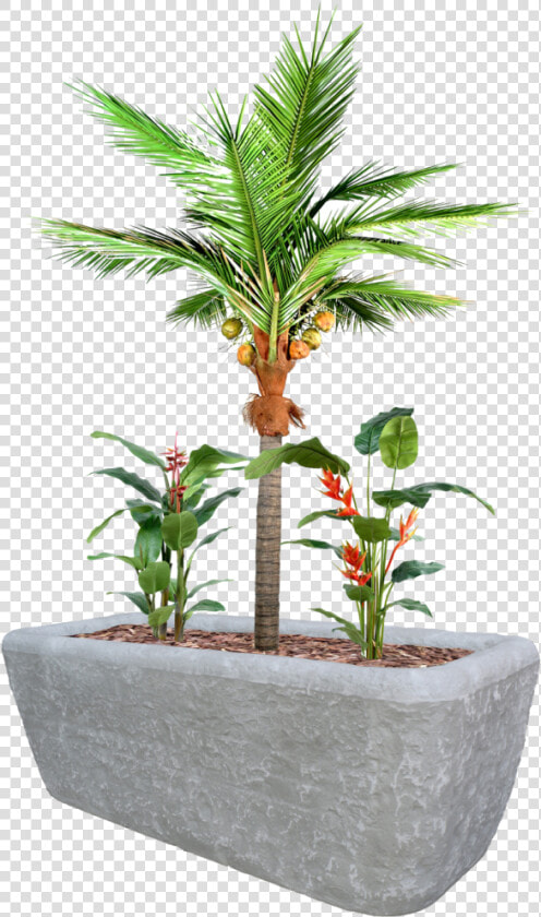 Coco Plante  HD Png DownloadTransparent PNG